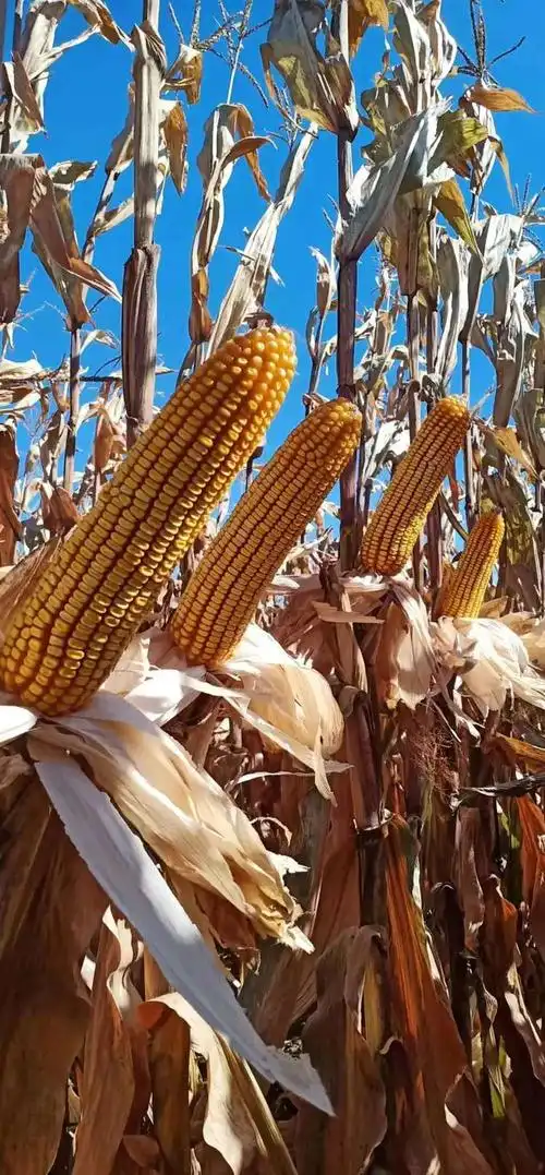 紫杆紫叶黄金粮,矮杆大棒抗倒王
