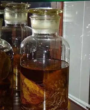 何首乌直接泡酒可以喝吗