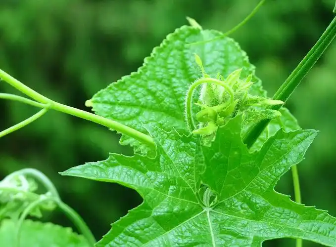 绿 摄影 可爱的深蓝