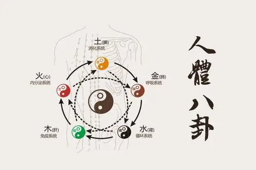《周易》八卦与人体五脏六腑之间有什么关系
