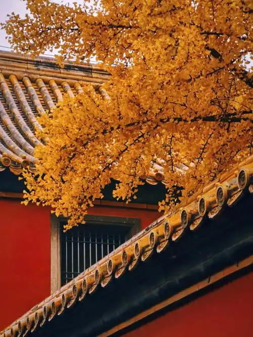 庭院锁深秋  银杏大道宽广凉意登高楼  金叶良景辉煌#银杏  #故宫