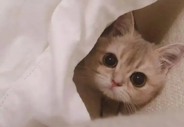 不仅激起了女性观众的少女心,也圈住了许多爱猫男士的心,想把女友当