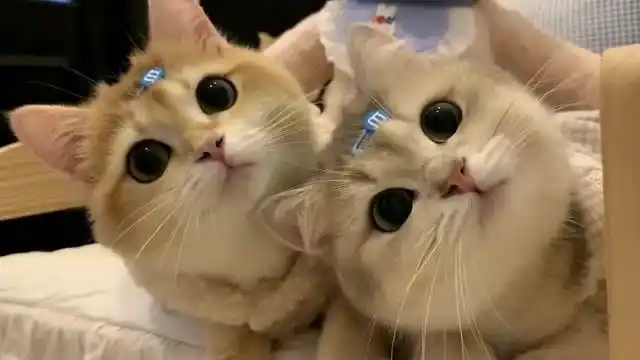两只猫咪蠢萌蠢萌的样子,太可爱了