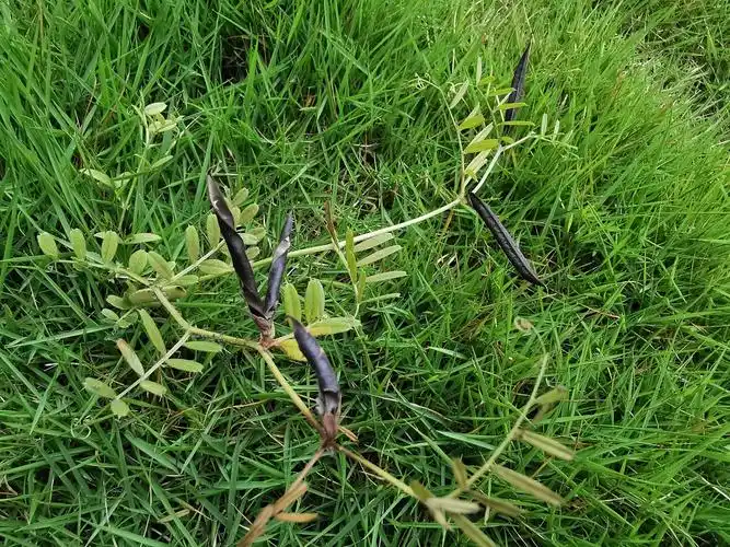 野豌豆成熟的果实