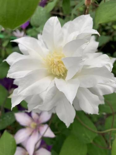 旭裳花卉铁线莲北极女王 蓝色风暴 戴妞特诱惑p9盆栽爬藤藤本花苗