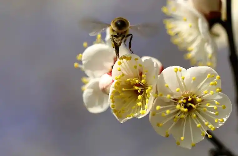 【首发】梅花怒放蜜蜂舞