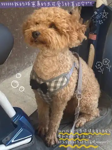 有鸡蛋60(61776116)1667   关注 g 私信 = 超过 2000