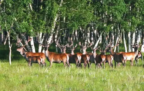 大兴安岭里的马鹿