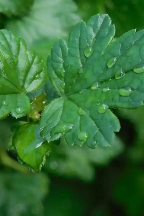 壁纸 醋栗绿叶,水滴 3840x2160 uhd 4k 高清壁纸, 图片, 照片
