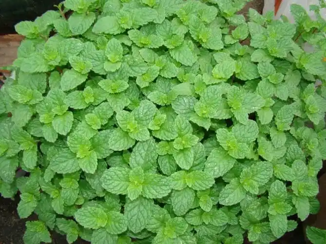 在家种盆香水薄荷,不知道食用方法竟有这么多种!