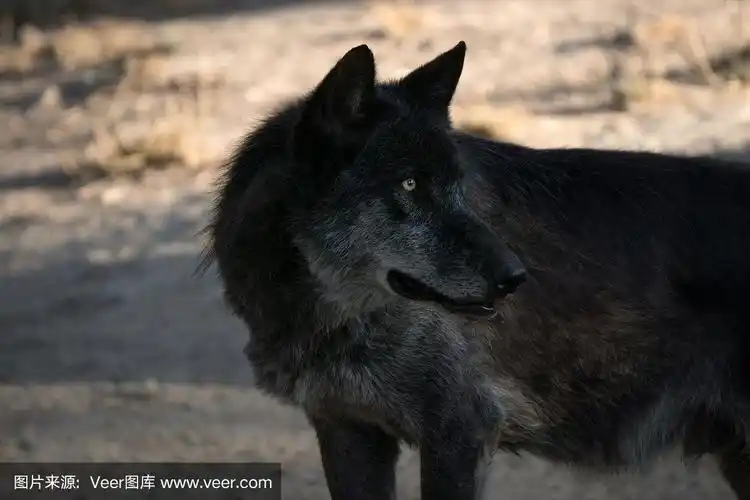 黑色北极狼的肖像