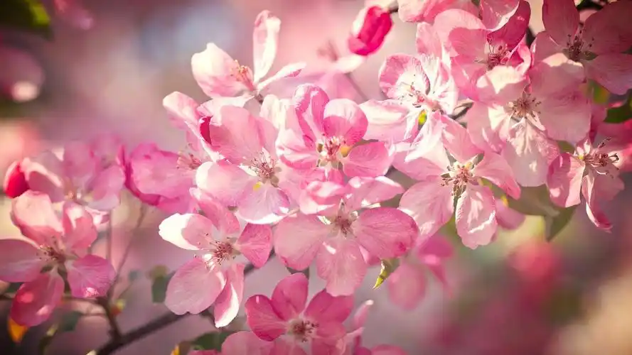 美丽的樱花盛开的花朵,粉红色的花瓣,春天,背景虚化 壁纸 - 1920x1080