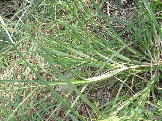 牛顿草(植物)牛顿草是一种非常有特色的水草,但是它的种植难度较高,是