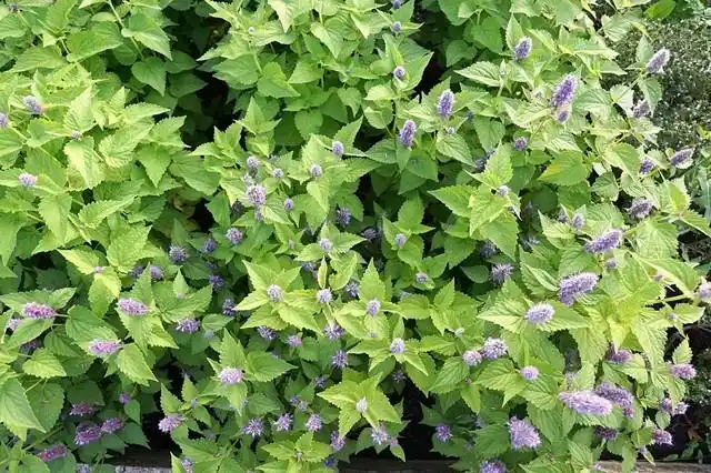 那今天小编就带大家看一下薄荷开花的样子.