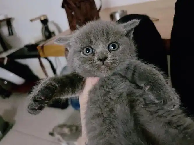 英短蓝猫小偿找新家