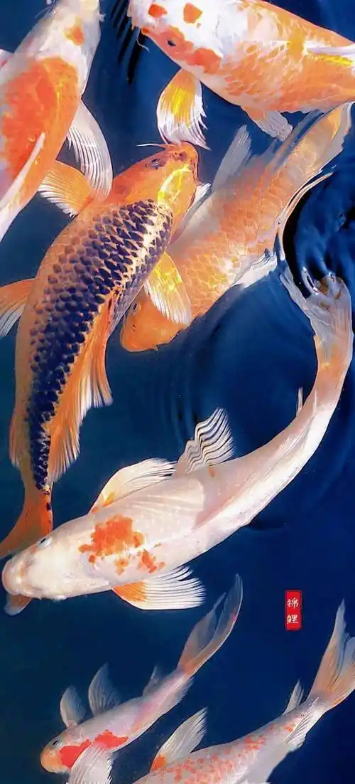 【锦鲤壁纸】祝您一路顺意,幸运加身!_侵权_图片_成功