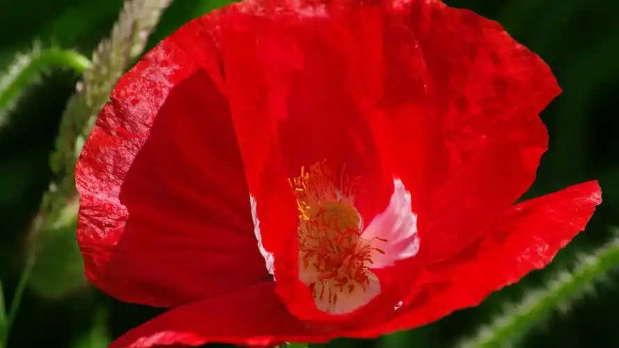 红色罂粟花特写 桌布 - 1920x1080 全高清