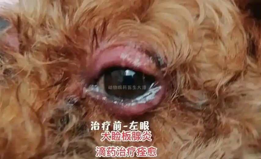 狗狗双下眼皮红肿,脱毛,流脓,发炎.图中是来自青岛的泰迪狗狗 - 抖音