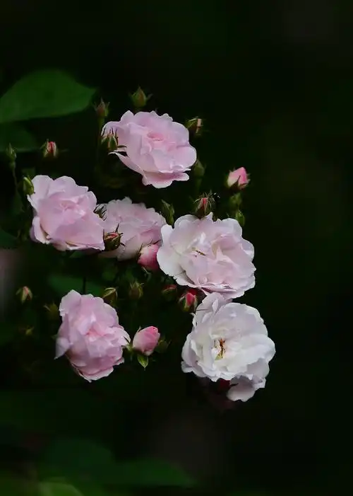 娇艳的粉色蔷薇花 - 美篇