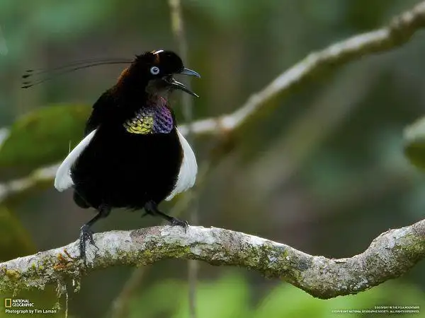 雄性天堂六线风鸟