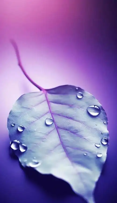 简约壁纸|叶子,水滴