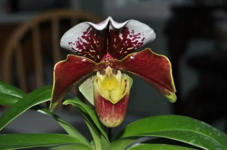 山人兰室:兜兰属 拖鞋兰属 大红肉饼 paphiopedilum