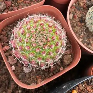 红娜丸仙人球-淘宝拼多多热销红娜丸仙人球货源拿货 - 阿里巴巴货源