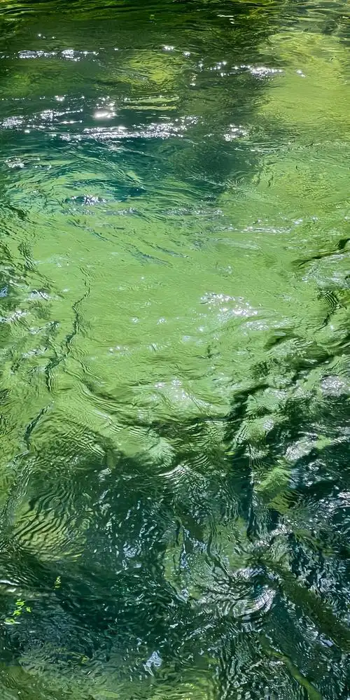 绿色壁纸合集护眼系列