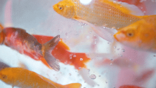 560_315gif 动态图 动图