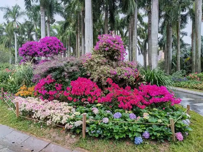 千园生态万象生活2021深圳簕杜鹃花展随拍