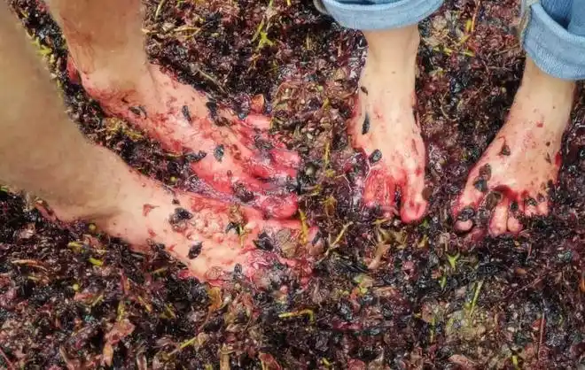 同样都是用脚踩为何茅台酒让少女光脚踩曲会让酒更香