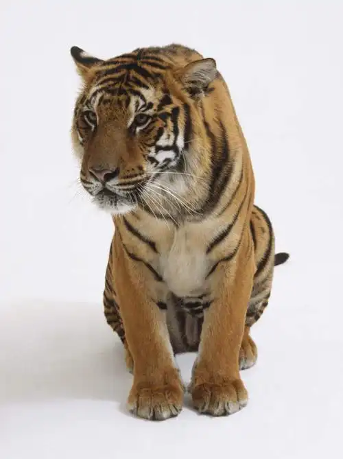 察看,关注,斑纹,凶猛,华南虎,中国虎,残暴,凶残,老虎,坐着,彩图,全身