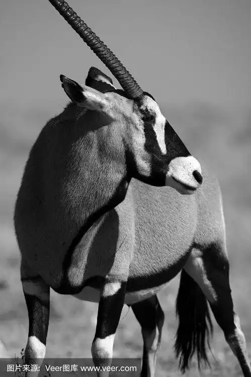 黑白色的大羚羊
