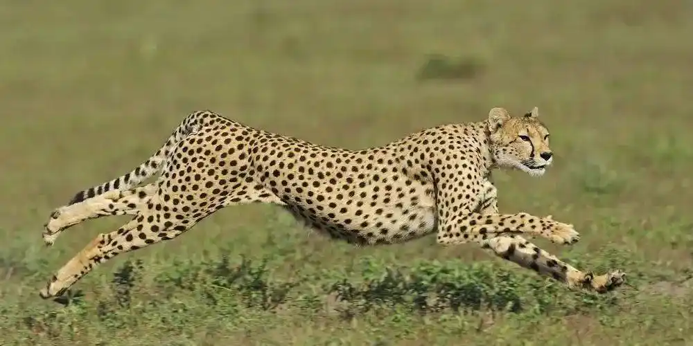 【经开五小|国旗下英语演讲】cheetah_the_is_they