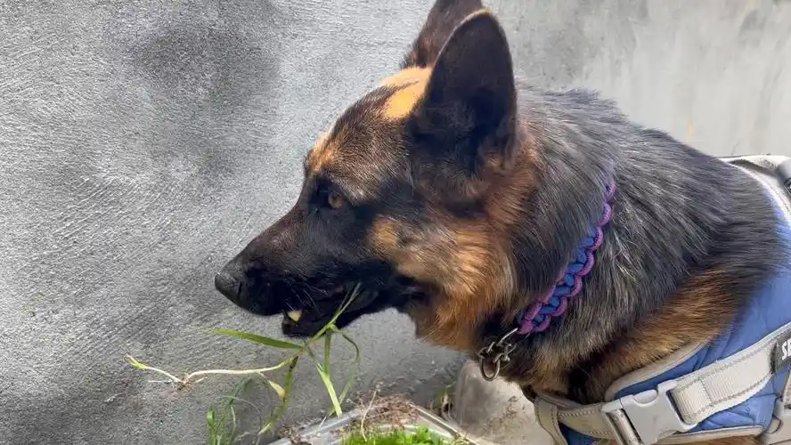 一只成熟德牧的自我管理