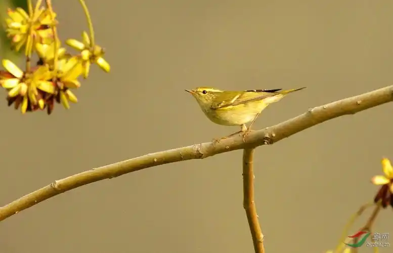 一组不知名的雀雀儿