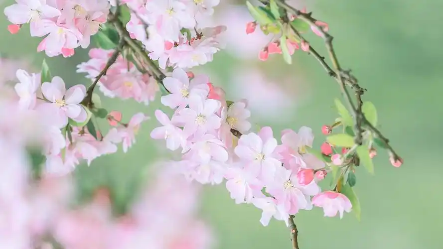 有没有春天气息的壁纸呢