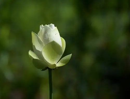 愿此生如莲,净心素雅, 不污不垢,淡看浮华.
