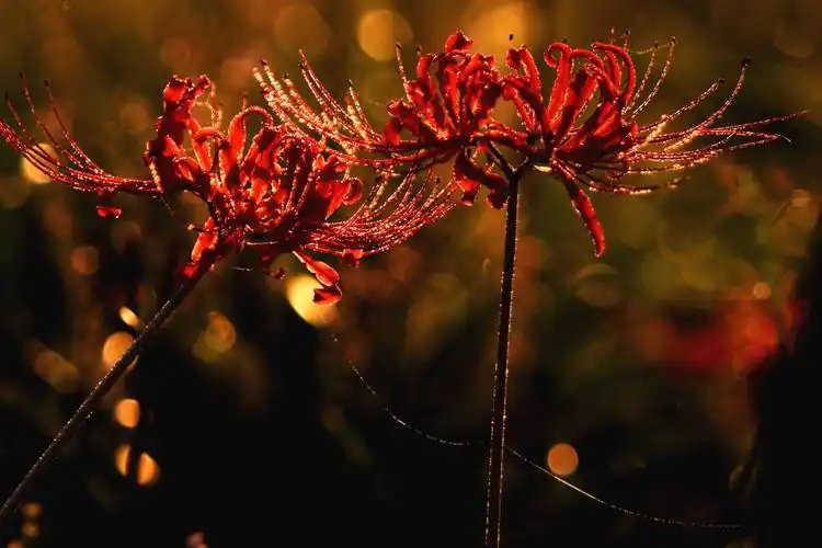 无尽的思念,绝望的爱情——彼岸花