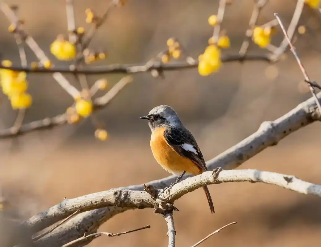 太阳当空照,花儿对我笑,小鸟说早早早,周末愉快朋友们93#抖 - 抖音