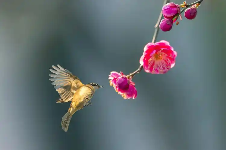 鸟语花香春天美