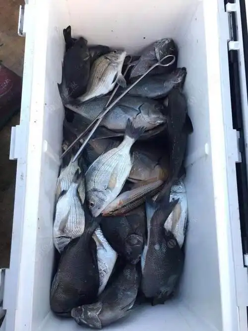 黑毛鱼的季节已经来临,喜欢矶钓的朋友抓紧时间去