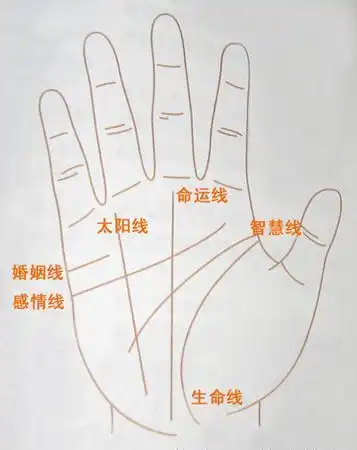 我们知道,人的手掌通常会有三条线相比要明显,那就是生命线,感情线和