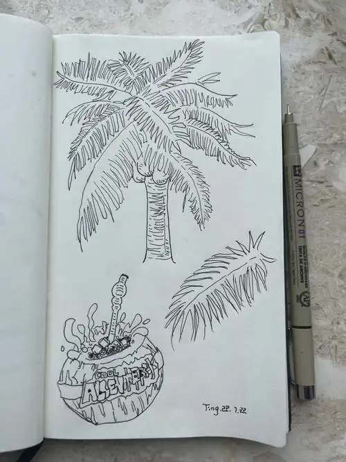 线描练习16615:铅笔构图26615:椰子树的叶子大而密集,先画一