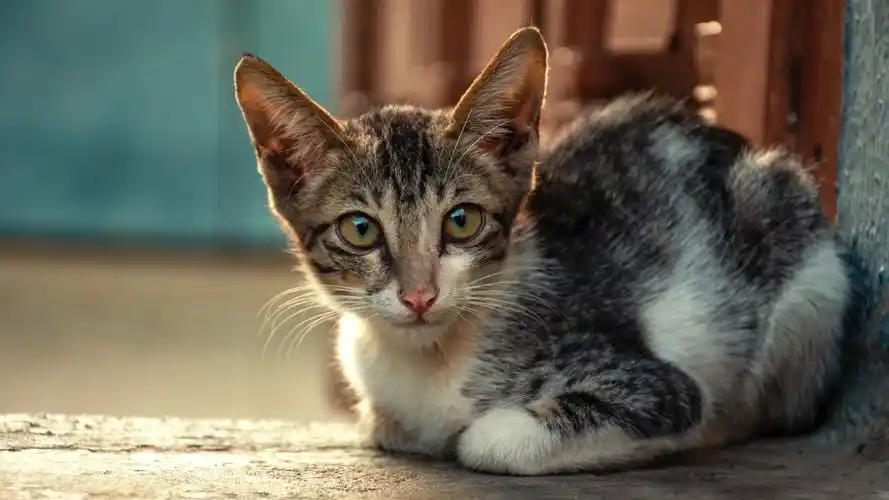 38m上传时间:2020-06-16壁纸标签:猫4k壁纸封面图猫壁纸【324】壁纸于