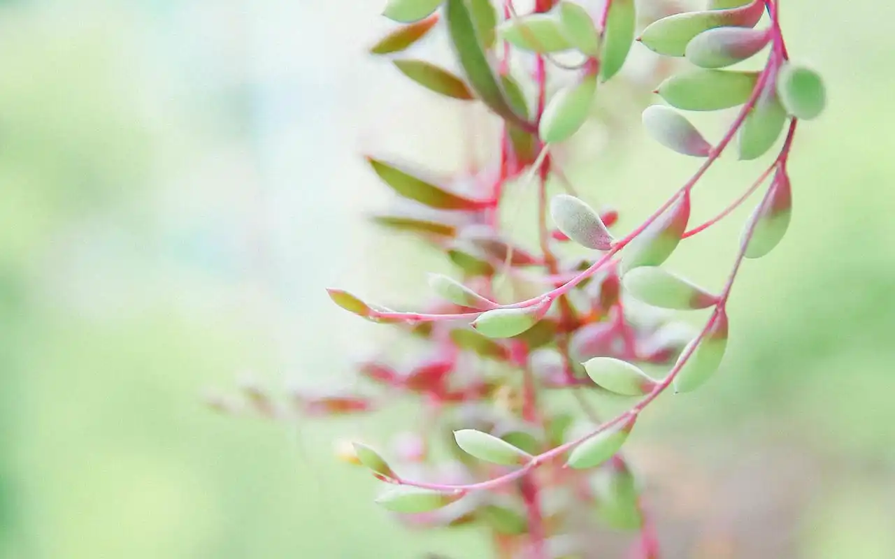 小清新多肉植物唯美壁纸