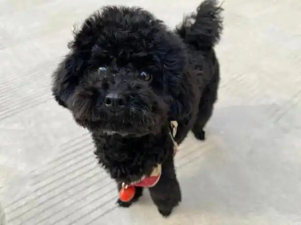 泰迪的颜色有很多,但是如果你仔细观察就会发现,养黑泰迪的人很少,大