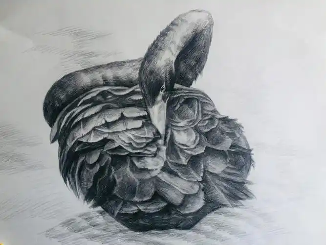 两幅天鹅的素描终于完工了