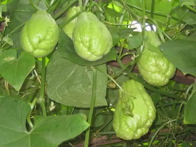 5斤云南洋丝瓜 新鲜现摘佛手瓜傣族寨子农家自种 福寿瓜原生态