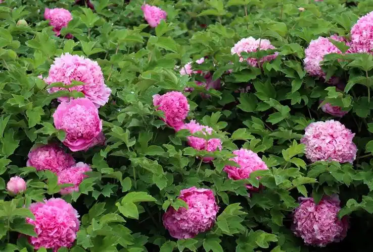 倾国天香真牡丹